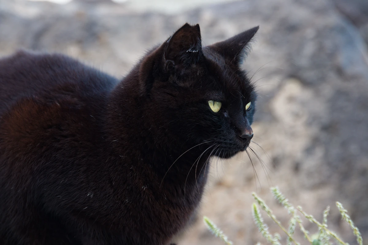 Original photograph of a black cat with green eyes